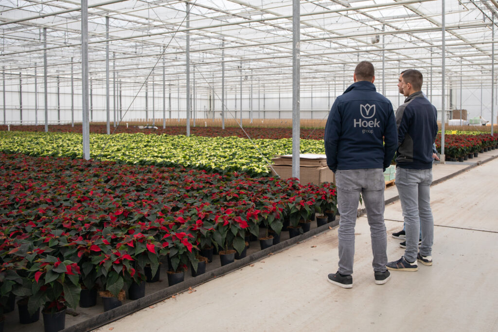 kerststerren plantenkweker
