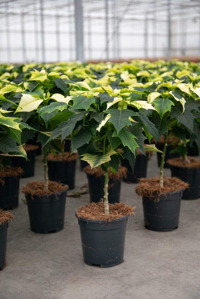 Kerststerren zijn echte winterplanten