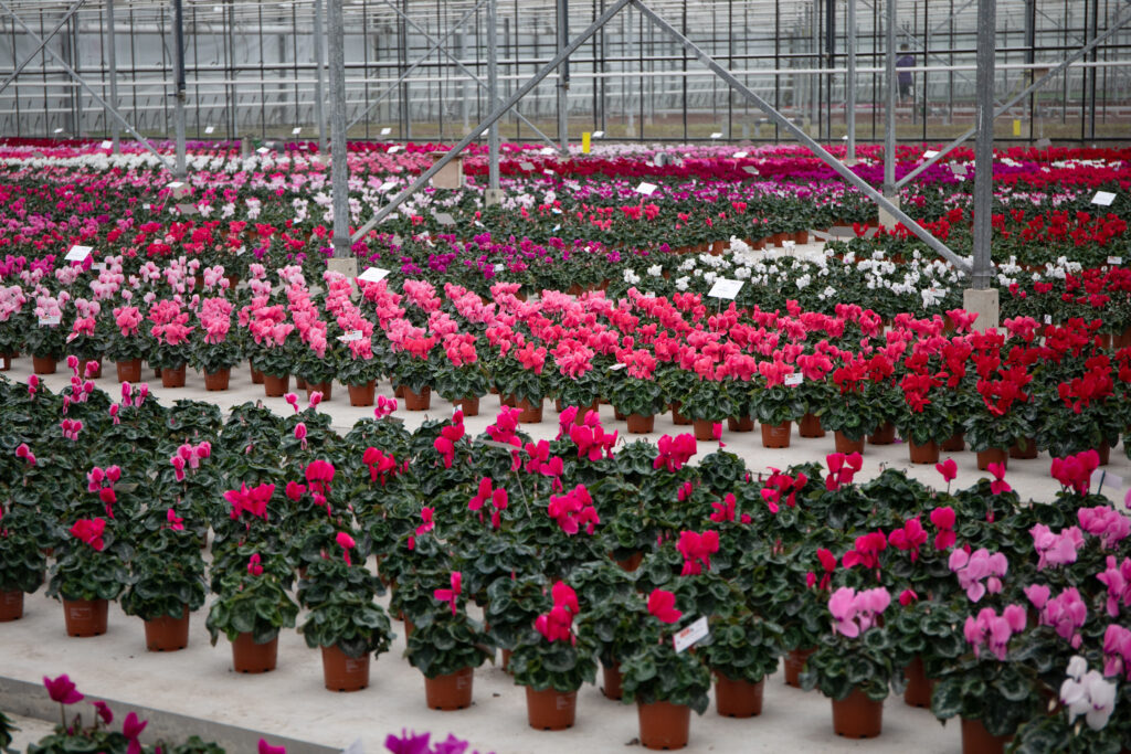 kwekersbezoek cyclamen