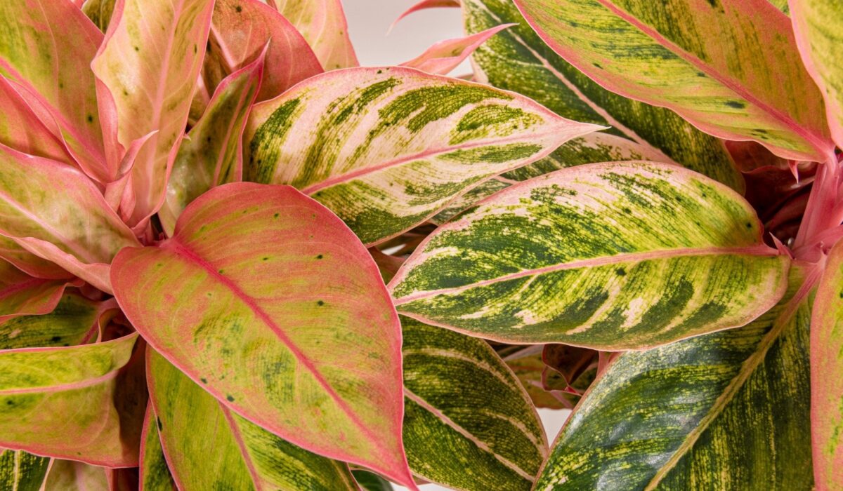 Aglaonema