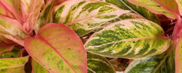 Aglaonema