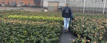 Maak kennis met Exclusieve Kerstrozen