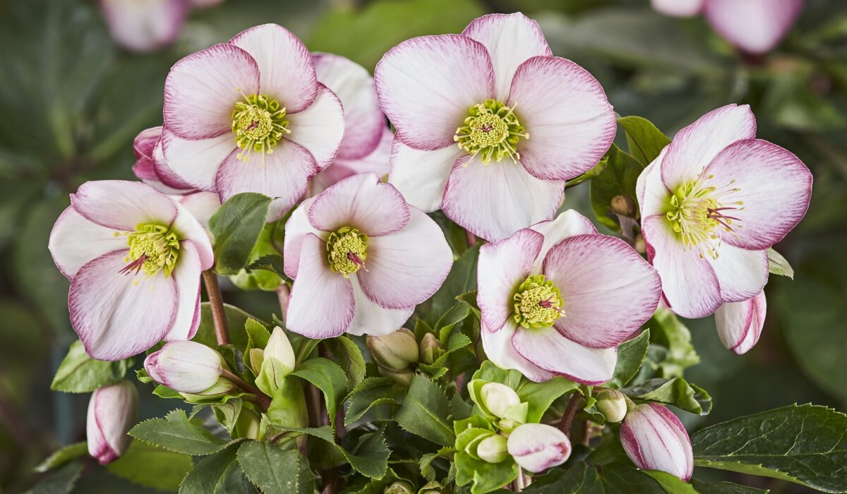 Helleborus Ice N’ Roses