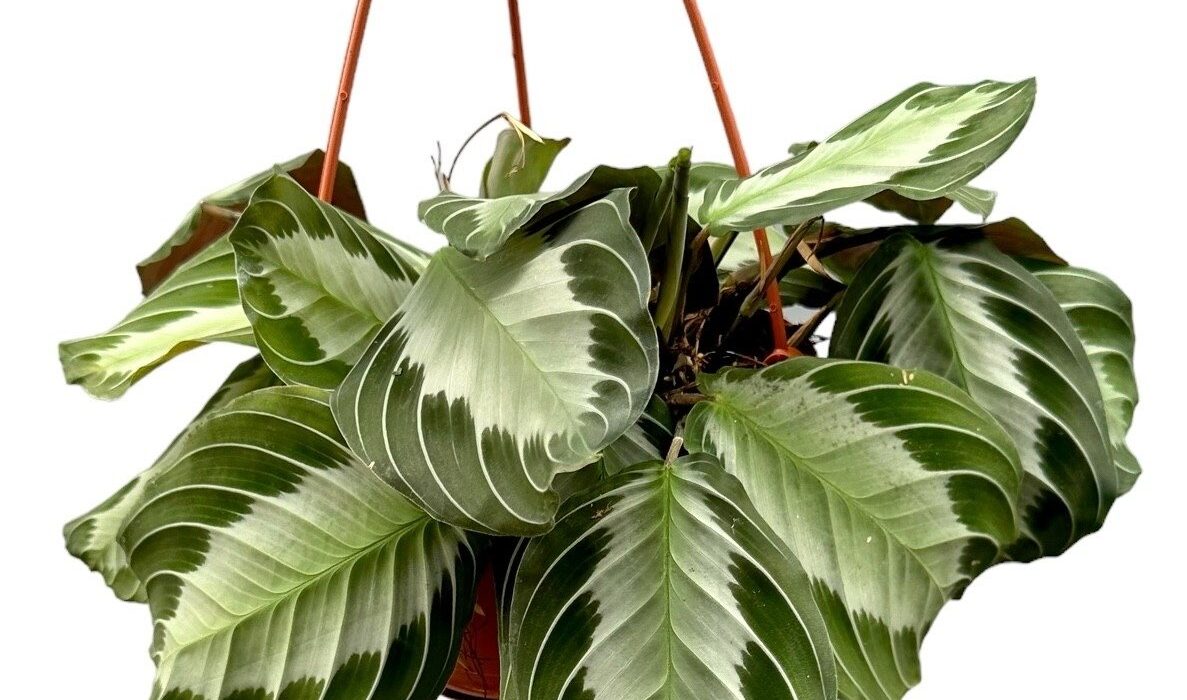 Maranta Silver Band