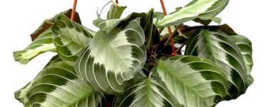 Maranta Silver Band