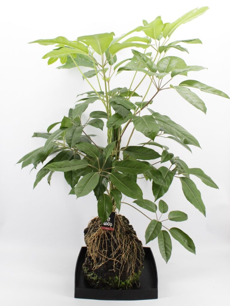 lova xxl schefflera Amate