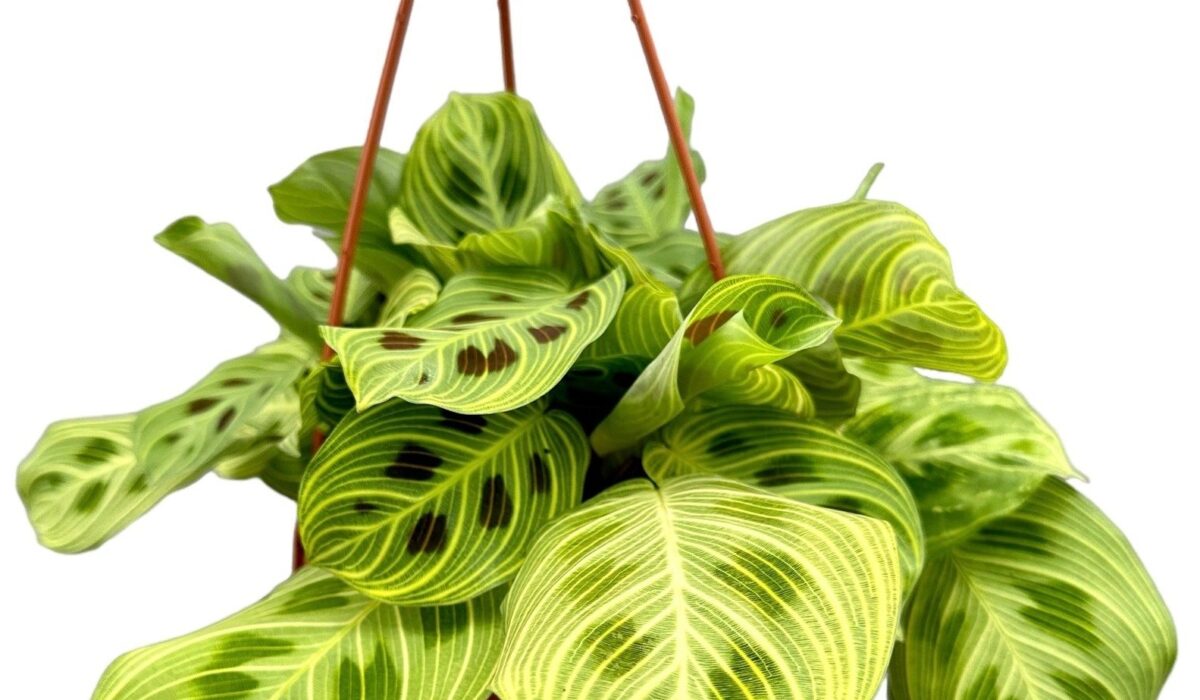 Maranta Light Veins