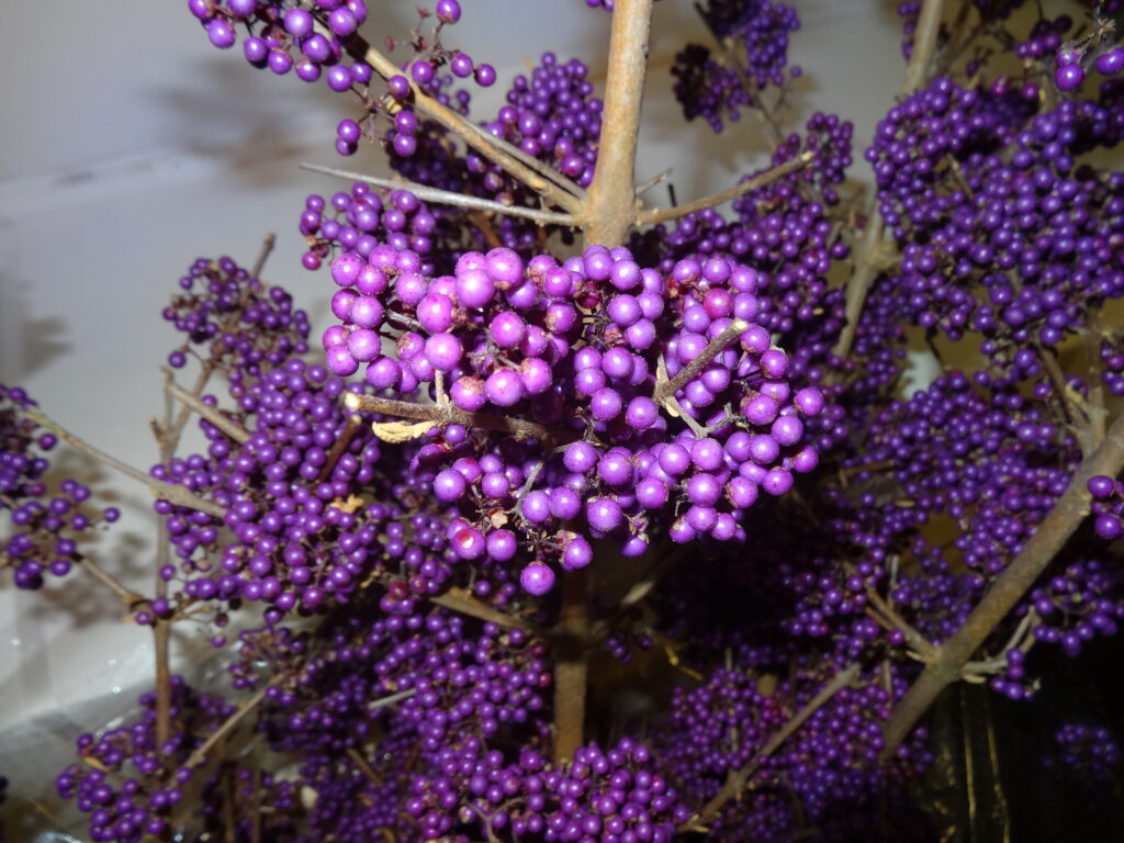 decoratieve bessen callicarpa