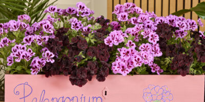Hoe pelargonium geranium werd 27 maart 2024